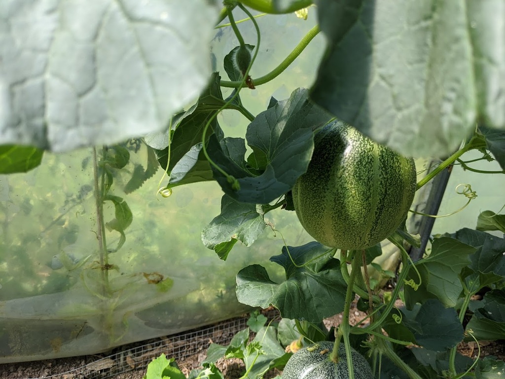 Wassermelonen Anbau Und Pflege Garteln