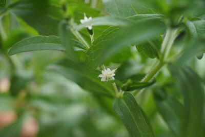 Stevia Pflanze