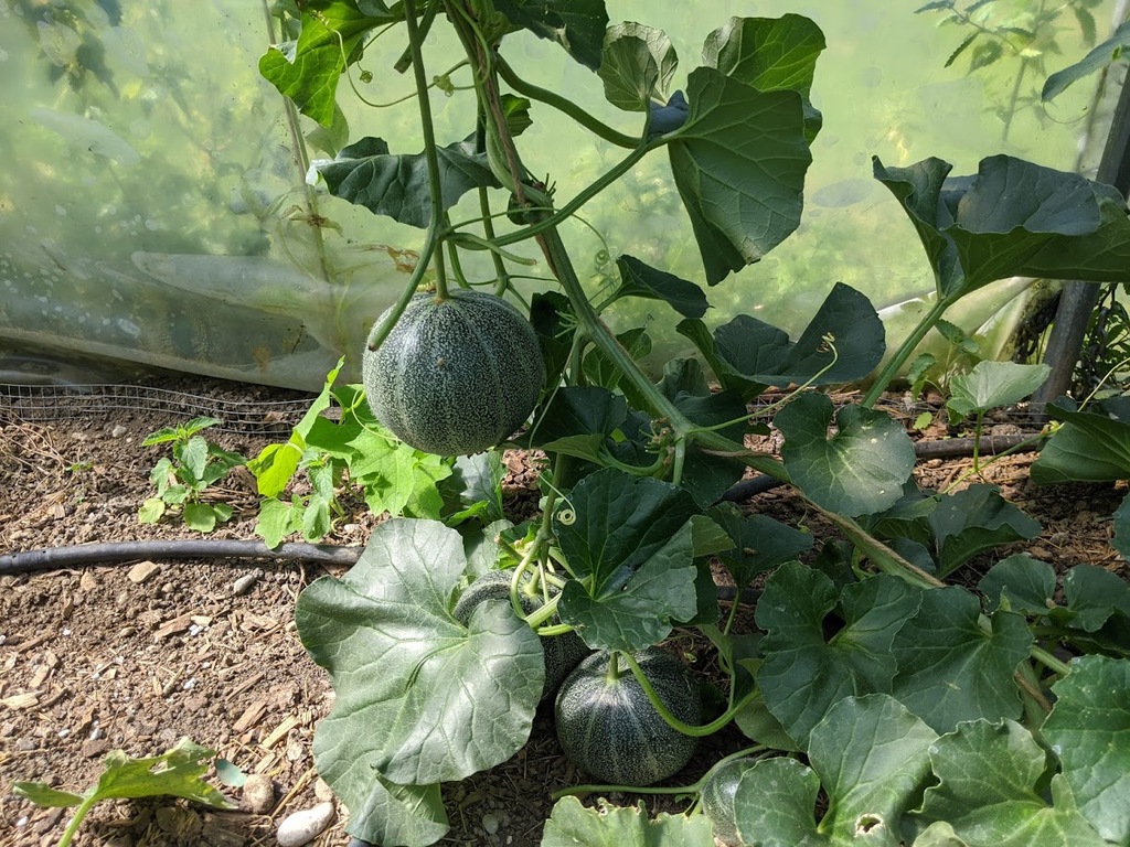 Wassermelonen Anbau Und Pflege Garteln